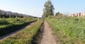 Husky dog walking in path