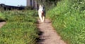 Husky dog walking in path