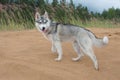 Husky dog walks