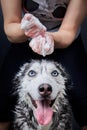 Husky dog washing. Hands with shampoo foam over a wet dog& x27;s head.