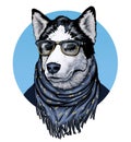 Husky. Dog wearing spectacles and scarf. ÃÂ¡olor graphic illustration