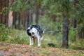 Husky dog wet shaking