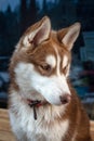 Brown Siberian Husky Puppy Dog Standing Royalty Free Stock Photo