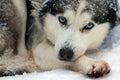 Husky dog, Rovaniemi Royalty Free Stock Photo