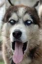 Sleepy husky dog funny yawns with wide open mouth and long tongue