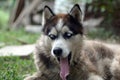 Sleepy husky dog funny yawns with wide open mouth and long tongue