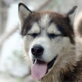 Sleepy husky dog funny yawns with wide open mouth and long tongue