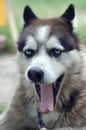 Sleepy husky dog funny yawns with wide open mouth and long tongue