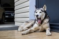 A husky dog yawns widely while lying on the doorstep.