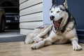 A husky dog yawns widely while lying on the doorstep. A popular breed of dog.