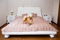 Husky dogpomeranian dog on a bed