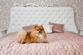 Husky dogpomeranian dog on a bed