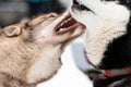 Husky dogs bark, bite and play in snow. Funny sled dogs winter play. Aggressive siberian husky grin