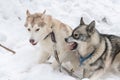 Husky dogs bark, bite and play in snow. Funny sled dogs winter play. Aggressive siberian husky grin Royalty Free Stock Photo