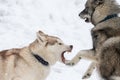 Husky dogs bark, bite and play in snow. Funny sled dogs winter play. Aggressive siberian husky grin Royalty Free Stock Photo