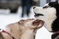 Husky dogs bark, bite and play in snow. Funny sled dogs winter play. Aggressive siberian husky grin Royalty Free Stock Photo