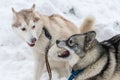 Husky dogs bark, bite and play in snow. Funny sled dogs winter play. Aggressive siberian husky grin Royalty Free Stock Photo