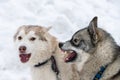 Husky dogs bark, bite and play in snow. Funny sled dogs winter play. Aggressive siberian husky grin Royalty Free Stock Photo