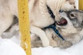 Husky dogs bark, bite and play in snow. Funny sled dogs winter play. Aggressive siberian husky grin Royalty Free Stock Photo
