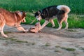 Husky dogs catch a Siamese cat on a walk. Siberian husky playing with the cat. Cat gets angry and fights. Royalty Free Stock Photo