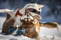 Husky dogs fighting and playing in the snow Royalty Free Stock Photo