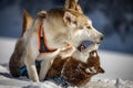Husky dogs fighting and playing in the snow Royalty Free Stock Photo
