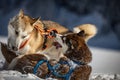 Husky dogs fighting and playing in the snow Royalty Free Stock Photo