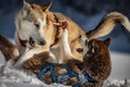 Husky dogs fighting and playing in the snow Royalty Free Stock Photo