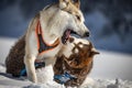 Husky dogs fighting and playing in the snow Royalty Free Stock Photo