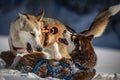 Husky dogs fighting and playing in the snow Royalty Free Stock Photo