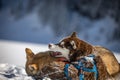 Husky dogs fighting and playing in the snow Royalty Free Stock Photo