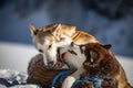 Husky dogs fighting and playing in the snow Royalty Free Stock Photo