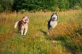 Husky dogs have fun playing on a walk in the park. Husky dogs quickly rush forward and look at the camera Royalty Free Stock Photo