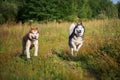 Husky dogs have fun playing on a walk in the park. Husky dogs quickly rush forward and look at the camera Royalty Free Stock Photo