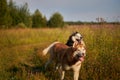 Husky dogs have fun playing on a walk in the park. Husky dogs quickly rush forward and look at the camera Royalty Free Stock Photo