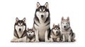 Husky dogs looking at the camera isolated on white background