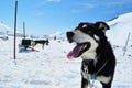 Husky dogs Royalty Free Stock Photo