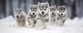 Husky dogs puppies running through the snow in winter path