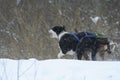 Husky dogs racing Royalty Free Stock Photo