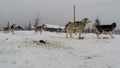 Husky dogs ready for a dogsled race