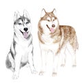 Husky Dogs Or Sibirsky Husky dogs