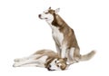 Husky dogs sitting in front of white background