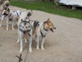 Husky dogs in a sled in the summer in the Park, Sunny day