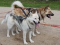 Husky dogs in a sled in the summer in the Park, Sunny day