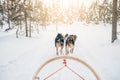 Husky dogs sledge. Riding husky dogs sledge in snow winter forest in Finland, Lapland Royalty Free Stock Photo
