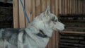 Husky. A dogskin waits patiently outside a store for its master.