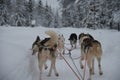 Husky on a dogsled biting in the snow to quench his thirst