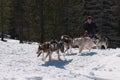 Husky dogsled on trail