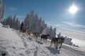 Husky dogsled on trail Sedivacek's long
