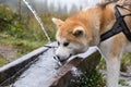 Husky drinks from cattle trough outdoors